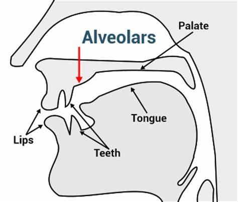 Alveolar-yenglishtube